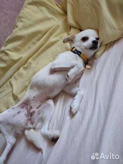 Миниатюрная собачка в любящие руки