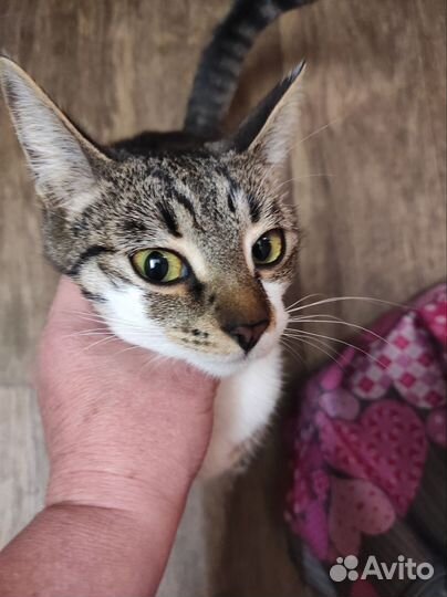 Нашли Кошечку подростка, ищем старых, новых хозяев