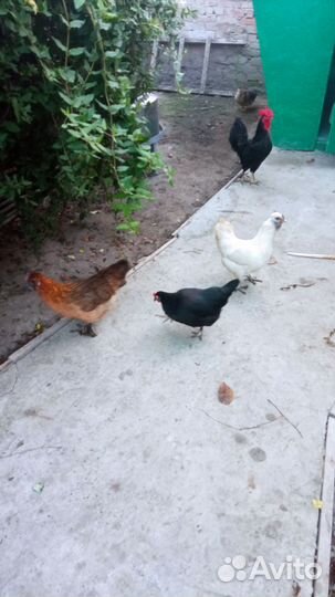 Декоративные птицы