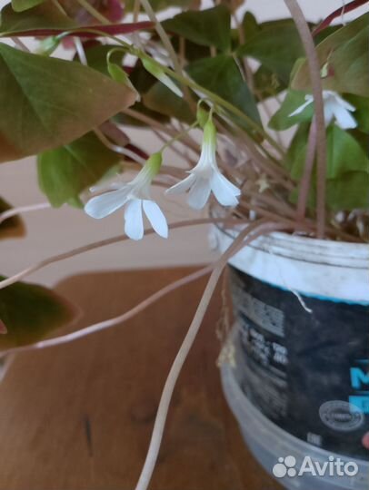 Кислица оксалис