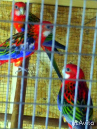 Попугай Розелла молодежь