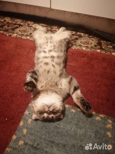 Кошка на вязку