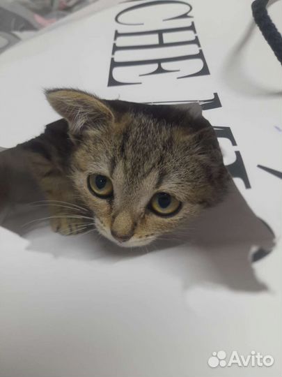 Кошечка в добрые руки
