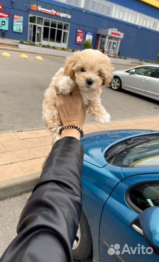 Мальтипу f1 мини девочка, москва
