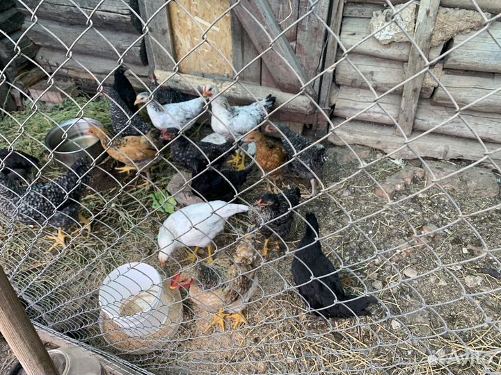 Породистые цыплята, куры, петухи