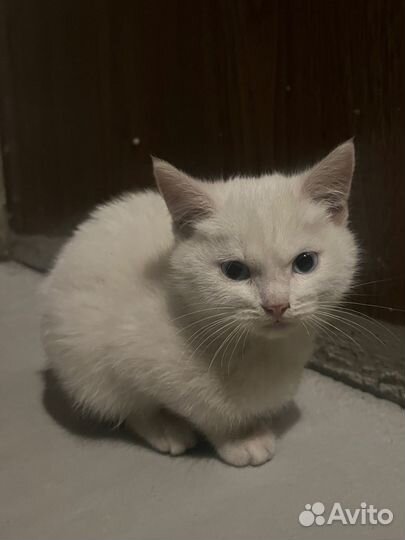 Котята ищут дом