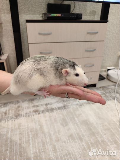 Крыса дамбо мальчик