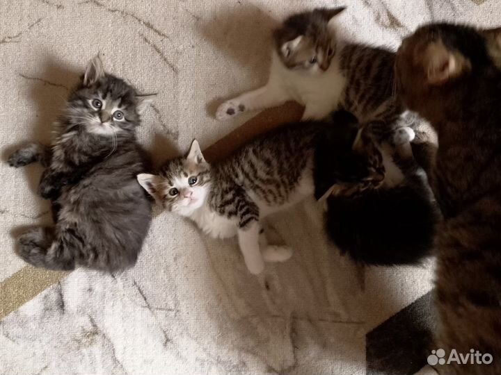 Котята-тигрята в добрые руки