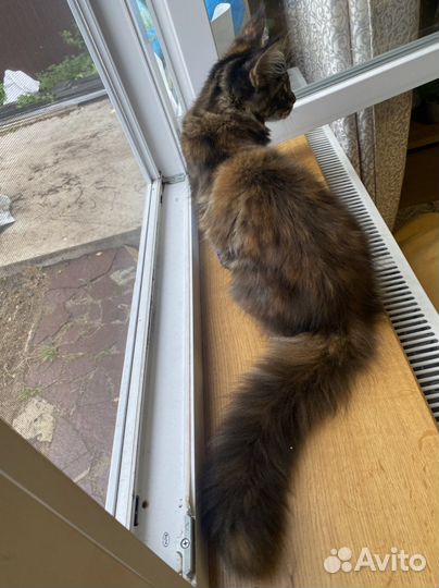 Котенок мейн-кун