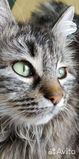 Отдам кошечку 2 года в хорошие руки
