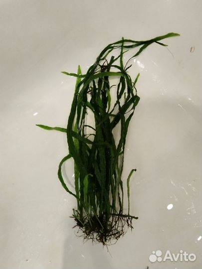 Аквариумные растения