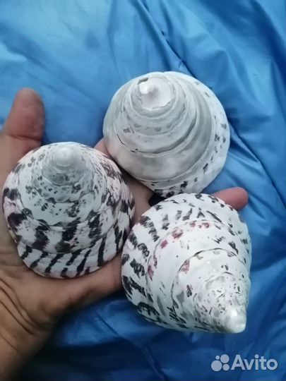 Ракушки 21шт