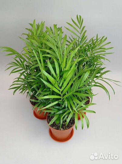 Пальма Хамедорея