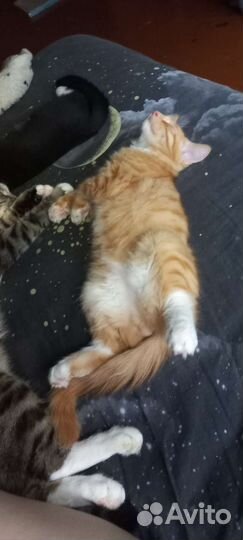 Котята в добрые руки бесплатно коты