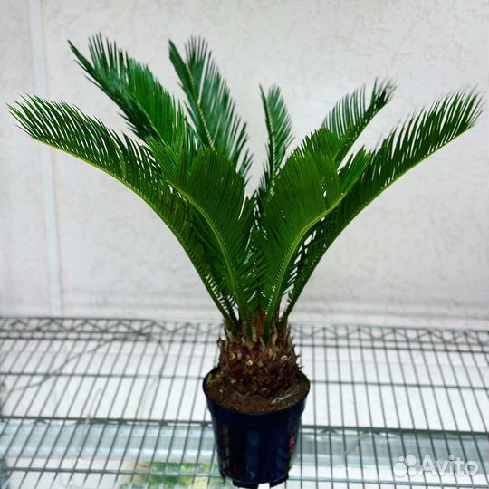 Пальма цикас