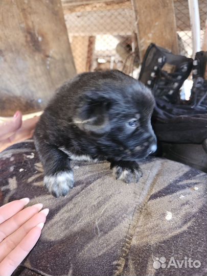 Щенки в добрые руки