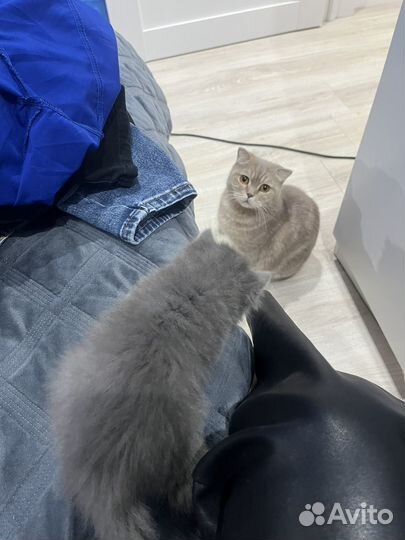 Котенок пушистик