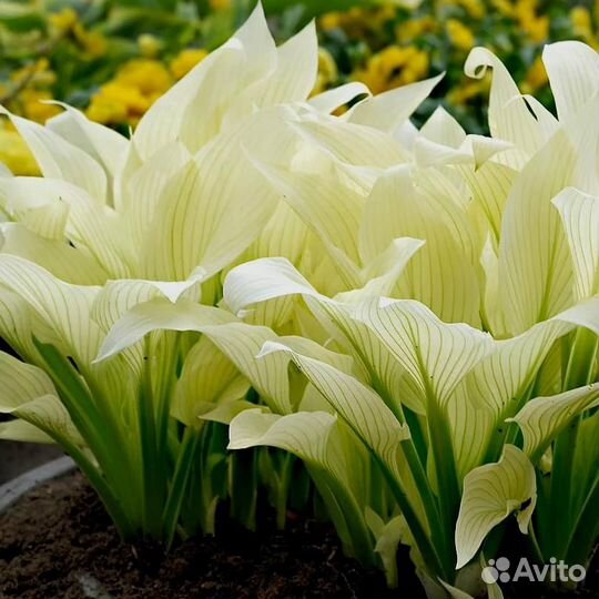 Хоста Белое перо (White Feather)