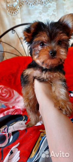 Йоркширский терьер