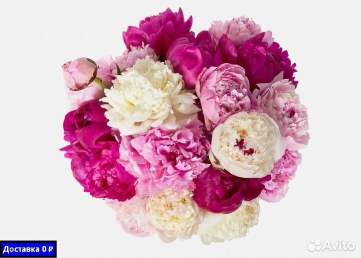 Пионы для девушки