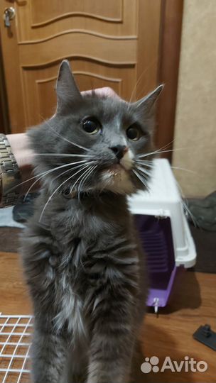 Котята в добрые руки бесплатно