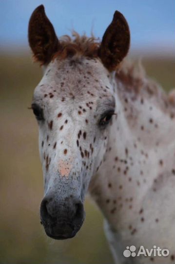 Обучение лошадей