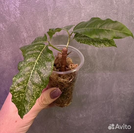 Фикус альтиссима нью клон