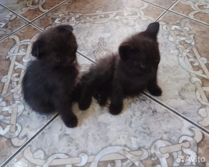 Котят в добрые руки