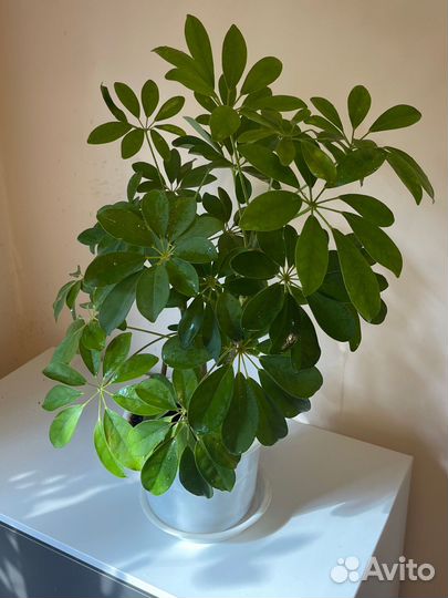 Шефлера, комнатное растение