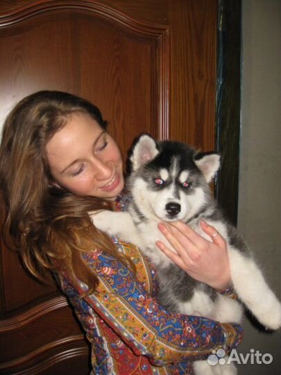 Передержка собак и других домашних животных в туле