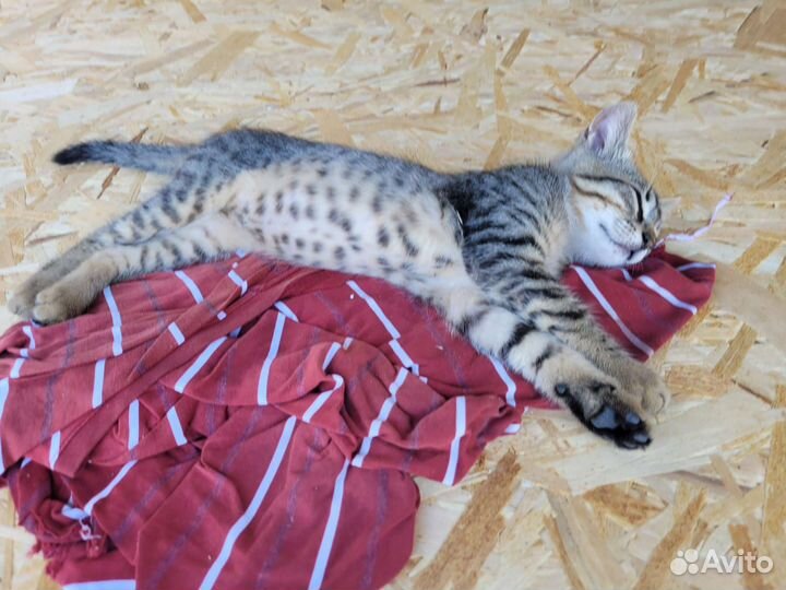 Маленькая девочка в добрые руки