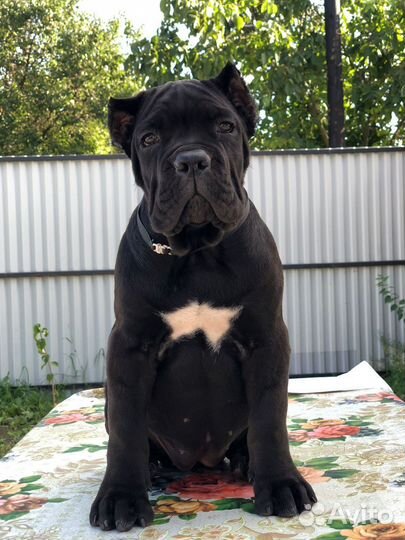 Щенки кане корсо