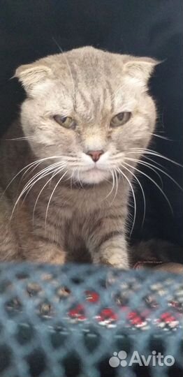 Кошечка в добрые руки