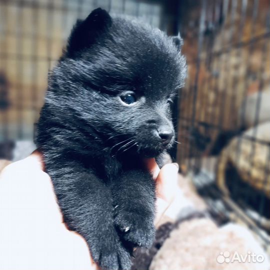 Схипперке в 1,5 месяца