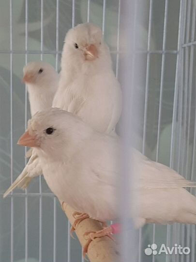 Канарейки и кенора