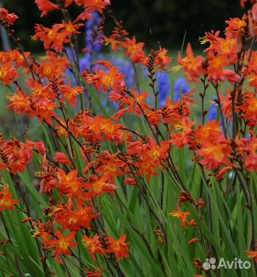 Монтбреция