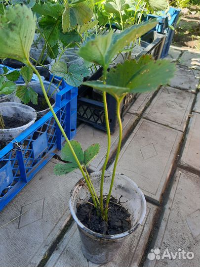 Рассада клубники, сорт Хоней, сильная корневая