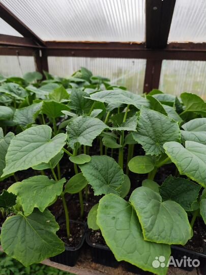 Рассада огурцов