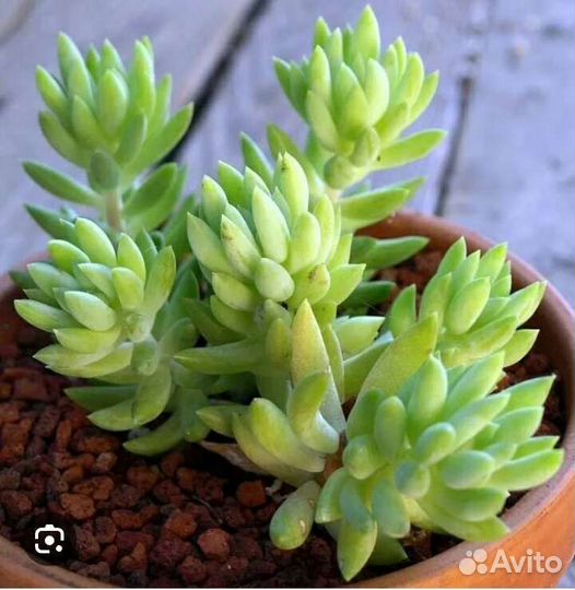 Суккуленты