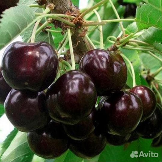 Саженцы черешня Чёрный принц