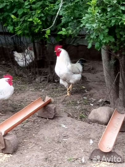 Куры петухи