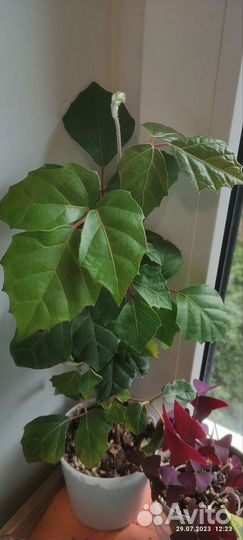 Сциндапсус, циссус, сингониум панда