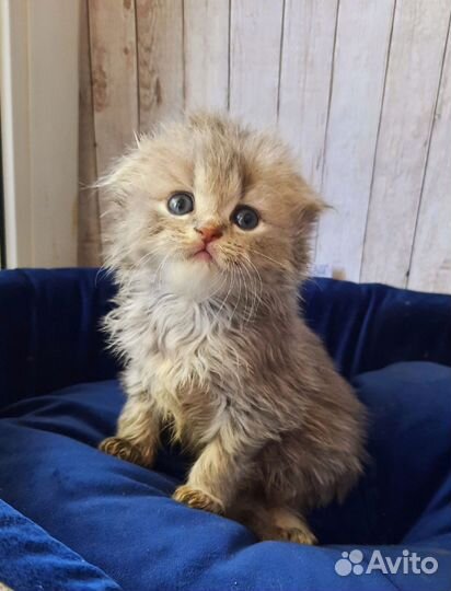 Шотландские котята