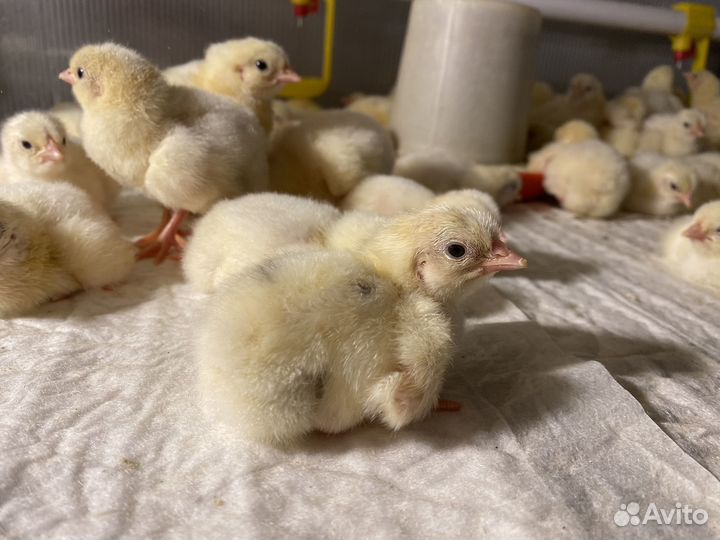 Бройлерные цыплята, индюшата, утята