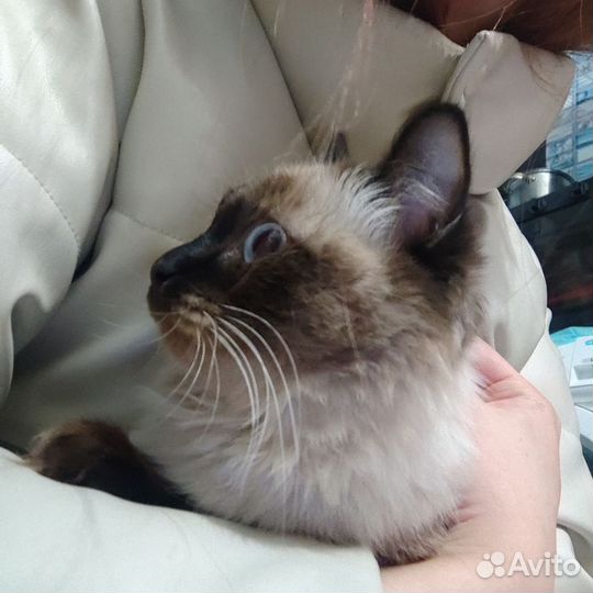 Кошка сиамская