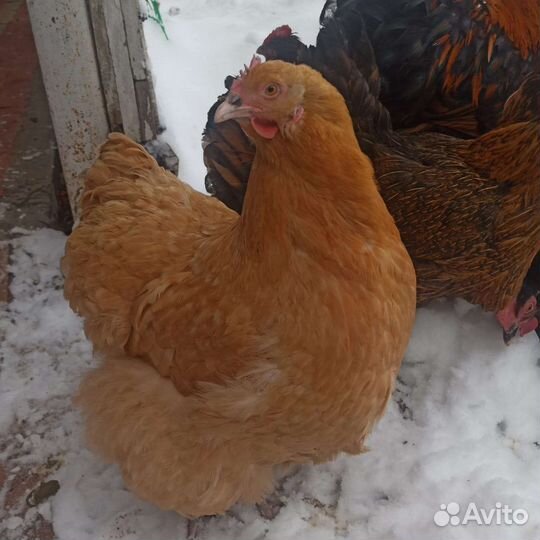 Инкубационное яйцо Орпингтон, Леггорн