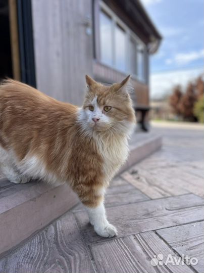 Кошка Мейн кун