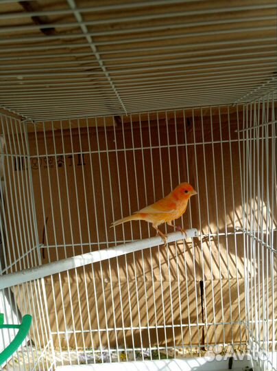 Кенара и канарейки