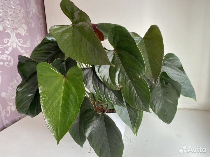 Антуриум шоколадный, мужское счастье