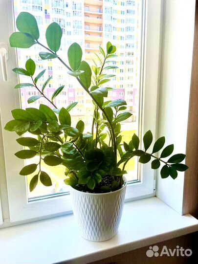 Замиокулькас